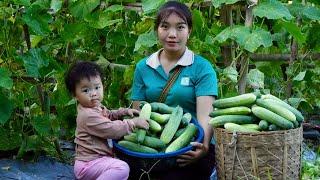 Harvesting cucumbers to sell, cleaning the yard - single mom life | Triêu Thị Hiền