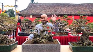 Giàn Bonsai bê tay trưng bày tại triển lãm Cây cảnh Đền Gin Nam Dương Nam trực