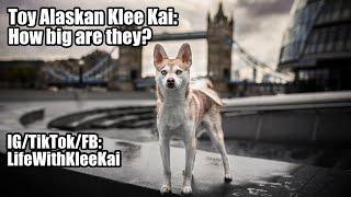 Toy Alaskan Klee Kai size: How big are they?