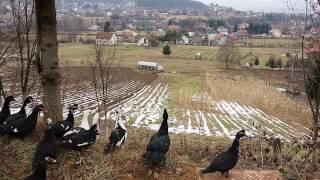 Flying- Muscovy ducks