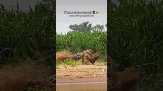 Phone vs camera for this epic jaguar hunt I filmed in the Pantanal  #shorts #jaguar #bigcat