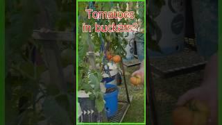 Tomatoes in buckets,