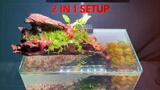 AQUARIUM AND PALUDARIUM SETUP - THE PERFECT COMBINATION OF NANO TANK