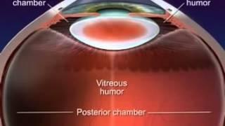 Anatomy and Function of the Eye [Dr. Solanki Eye Hospital]