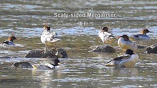 唐秋沙(中華秋沙鴨)/Scaly-sided Merganser(Chinese Merganser)