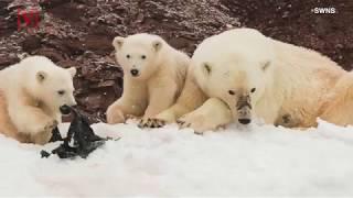 Sad Photos Of Two Baby Polar Bears Playing With Plastic on Arctic Island