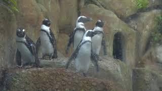 Penguins in Gujarat ; Science City Ahmedabad brings them from South Africa for its Aquatic Gallery