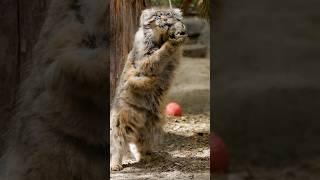 Pallas’s cat blisses out #pallascat #manul #cat