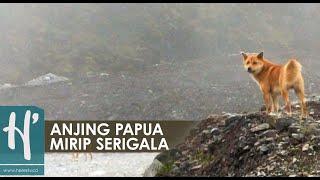 Anjing Bernyanyi di Dataran Tinggi Papua