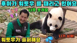 후이가 워토우 를 때리고 있어요 후이 너무 웃겨요 에버랜드 판다월드 2025年3月14日沃托伤心了辉在打沃托太搞笑了爱宝乐园熊猫世界