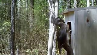 Wood Duck Nest Box