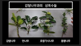 남부수종 수목감별 먼나무 감탕나무