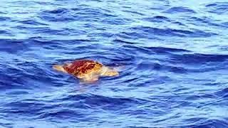Rare Sea Turtle Seen Off Dana Point During Dolphin and Whale Watching Safari