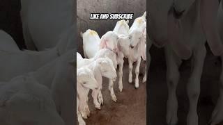 SOJAT GOAT FOR SELL AJMER BAKRA MANDI LIVE