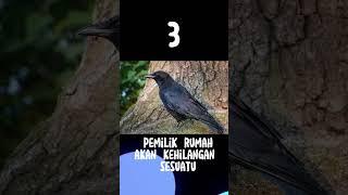 5 mitos burung gagak bikin merinding #shorts #top5 #burunggagak #mitosburunggagak