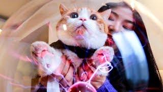 当猫爪接通电流，神奇的事情发生了！猫：请求联络喵星总部！｜花花与三猫 Cat Live