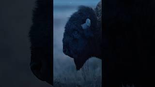Be like the Bison! #Motivation #BisonWisdom #Resilience #Strength #Empowerment #NeverGiveUp