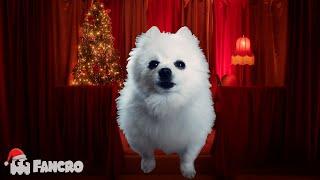 Rockin' Around The Christmas Tree (Gabe the Dog)