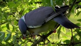 Wood Pigeon Eating Leaves of Ash Tree