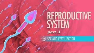 Reproductive System, Part 3 - Sex & Fertilization: Crash Course Anatomy & Physiology #42