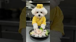 뚱비숑 회 뜬다! 광어회 vs 참치회 여러분의 선택은?! #광어회 #참치회 #귀여운강아지 #회먹방