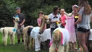 Adorable Alpaca Wedding