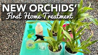 WHAT I DO WITH MY NEW ORCHIDS | FIRST HOME TREATMENT FOR PESTS & BACTERIA/FUNGAL SPORES