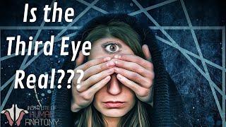 Is the Pineal Gland REALLY the Third Eye??? | Pineal Gland Anatomy