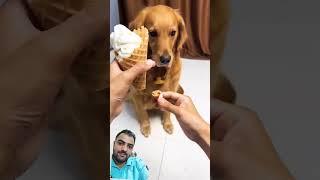 Funny videos. #funny #dog #pets #cute #fyp