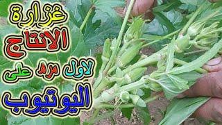 زراعة الباميه بطريقة مختلفه لاول مره على اليوتيوب وغزارة الانتاج