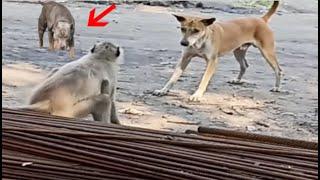 Monkey attacks the wrong dog!!!