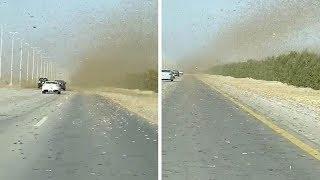 Car Drives Through Huge Grasshopper Swarm