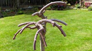 Cut Back After Bloom & Re-pot For Dwarf Hand Grafted Weeping Pussy Willow - April 16, 2022