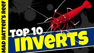 Top 10 Reef Tank Invertebrates