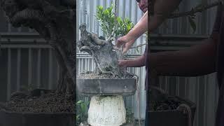 Making a Ficus Bonsai Tree on a Rock