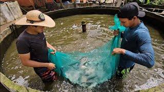 soltando as tilápias nos novos tanques de ferro cimento