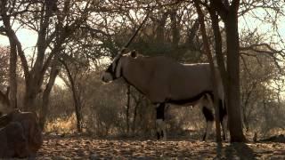 Will and Jimmy Primos Hunting African Game Part 2