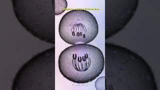 Watch how cells divide and create life #shorts #science #mitosis #celldivision #chromosome