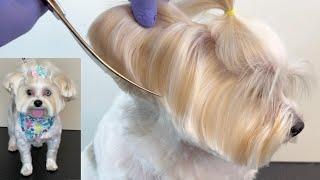 YORKIE MIX GROOMING TIPS STEP BY STEP - Professional Dog Groomer Tutorial #yorkie #dogsalon