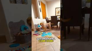 TALKING DOG misses her human SISTER.  #shorts #dogshorts #talkingdog #smartdog