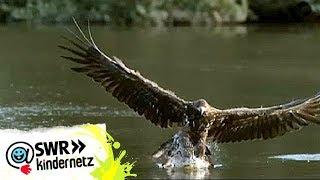 Steinadler bei OLI's Wilde Welt | SWR Kindernetz