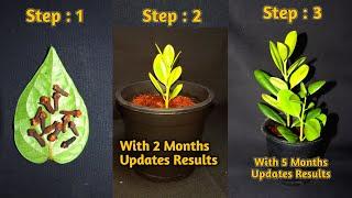 How to grow Clove Plants from seed : घर पर लौंग के बीज का अंकुरण कैसे करें | Easy to germinate Clove