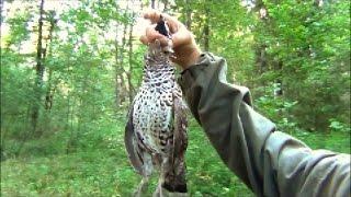 hunting for grouse.  Рябчик на манок.