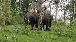 Elephant family spot on Mudumalai Tiger Reserve | Bandipur | Masinagudi | Thedal 360°