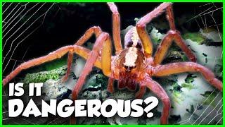 Exploring for VENOMOUS SPIDERS in Florida Wilderness (ft. @JacksWorldofWildlife )