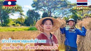 บ่าวไทยพาลุยแต่เช้าเลยเก็บเกี่ยวข้าวที่ไทยทำกันแบบนี้