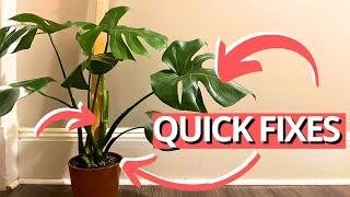 3 SIMPLE changes for the best Monstera | #communityquestions