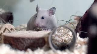 Bed bug exterminator Southfield Michigan Rodent control services in Detroit Mice exterminators