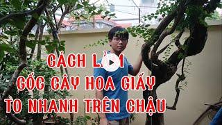 Cách làm cây hoa giấy trên chậu có gốc to nhanh nhất