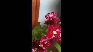 Miltoniopsis Lennart Karl Gottling 'Hula Skirt' last plant for 2017